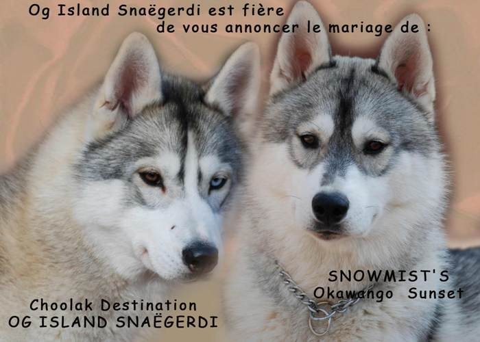 chiot Siberian Husky og Island Snaëgerdi