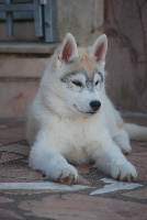 og Island Snaëgerdi - Siberian Husky - Portée née le 22/12/2011