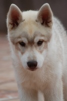 og Island Snaëgerdi - Siberian Husky - Portée née le 24/06/2010