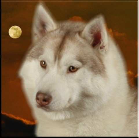 CH. Ushuaïa og Island Snaëgerdi