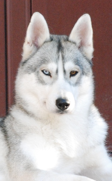Choolak destination og Island Snaëgerdi
