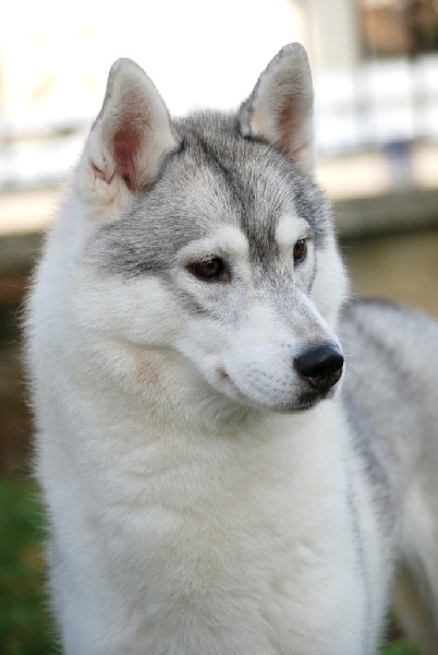 Eyrinn og Island Snaëgerdi